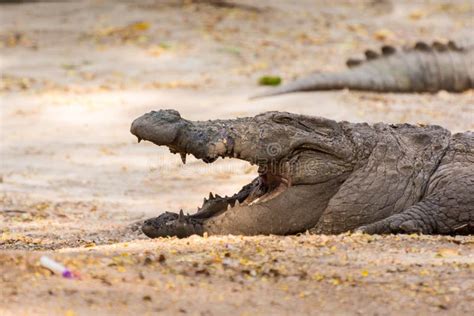 Crocodilos Do P Ntano Abrindo Grande Boca Na Rea De Reserva Natural No