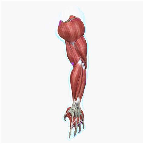 Muscles Of The Human Arm 3d Model By Dcbittorf