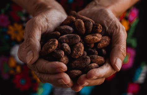 Gastronomadas MX El Cacao Como Moneda