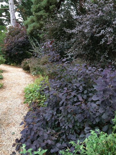 Burgundy Plants And Flowers Hgtv