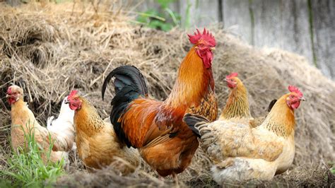 H Hnerhaltung Im Garten H Hner Gegen Schnecken Tipps