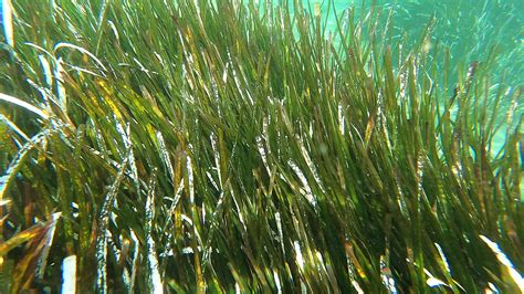 Seaweed and Underwater Plants in Green Leafy Seagrass Meadows 26562475