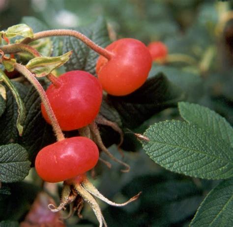 Rugosa Rose Hips and Leaves