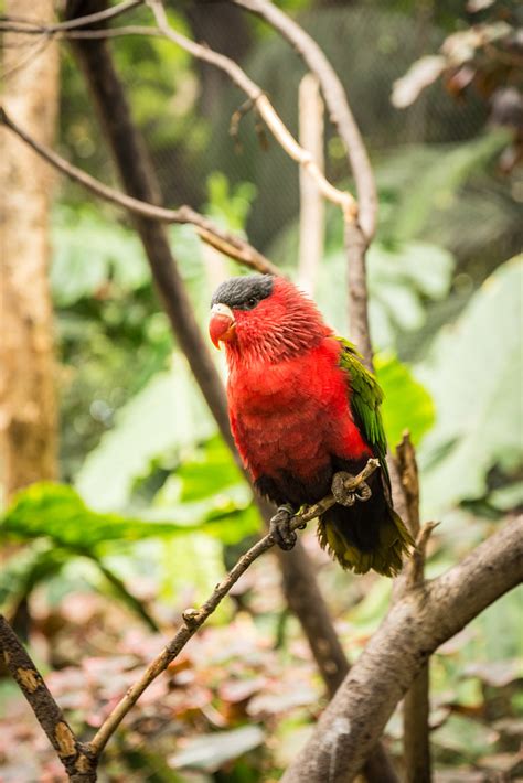 Black Capped Lorikeet Msclsr Flickr