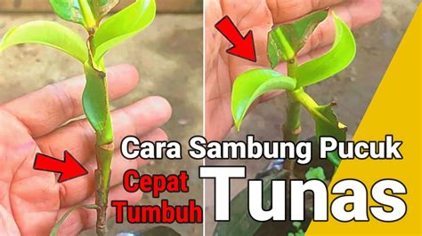 Cara Sambung Pucuk Manggis Berhasil Cepat Tumbuh Tunas Manggis