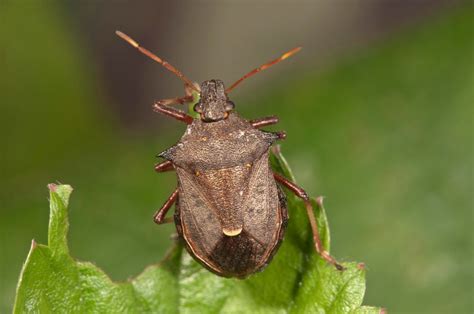 Types Of Stink Bugs Identification Guide And Pictures Hot Sex Picture