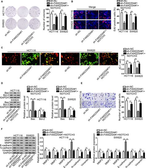 FAM225A Facilitates CRC Progression Via MiR613 NOTCH3 Axis A And B