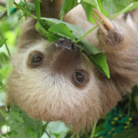 What Do Sloths Eat? Sloth Diet, Food, and Digestion - SloCo