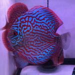 Deep Red Turquoise Discus Madness