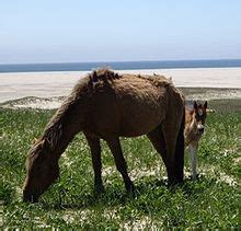 Sable Island horse - Wikipedia