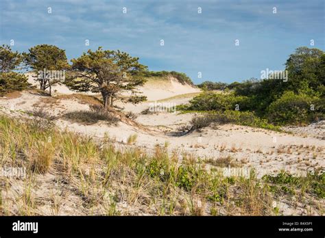 Sand Dunes Herring Cove Beach Provincetown Cape Cod Stock Photo Alamy