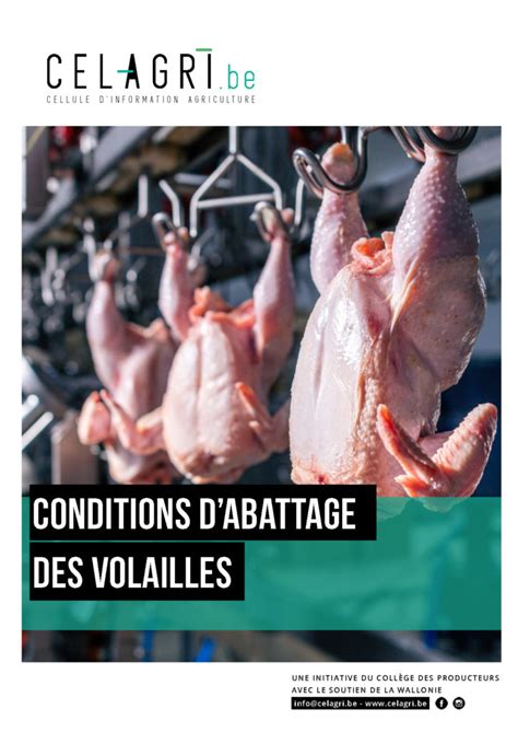 Abattoir étapes et conditions de l abattage des volailles Bien être