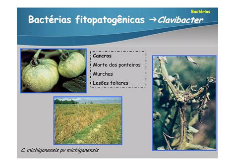 Aula Bacteriologia PPT