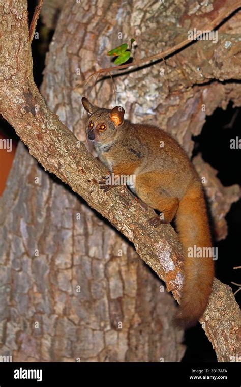 Bush Baby Otolemur Crassicaudatus Hi Res Stock Photography And Images