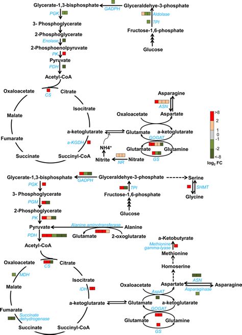 Mhpp Modulates The Gene Expression Profiles In Glycolysis Tca Cycle