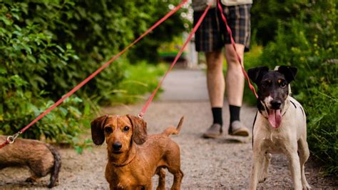 Las Mejores Correas Para Perros Qué Tener En Cuenta A La Hora De