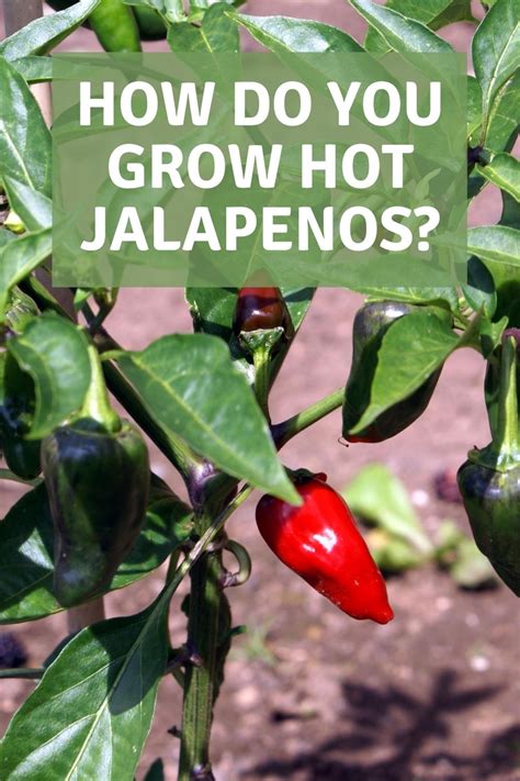 How Do You Grow Hot Jalapenos Garden Super Power