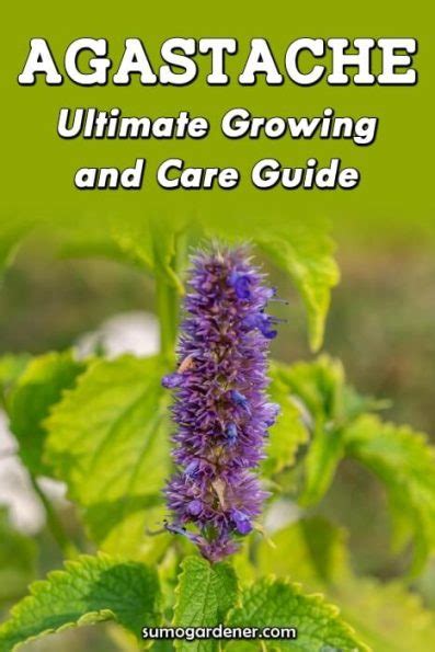 Agastache Ultimate Growing And Care Guide Sumo Gardener