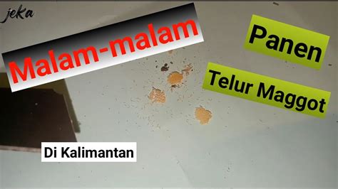 Cara Panen Telur Maggot Bsf Malam Malam Di Kalimantan YouTube