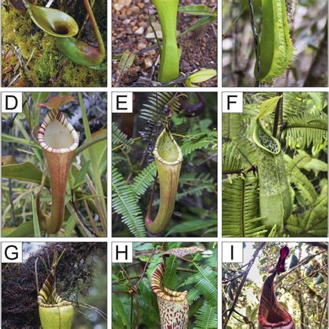 Distribution Of Nepenthes Dactylifera N Fusca And N Zakriana In