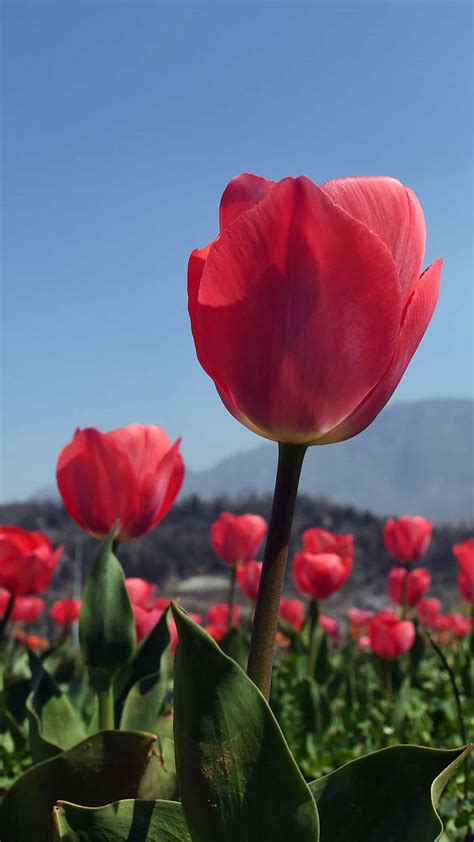 Asias Largest Tulip Garden Opens For Public In Jammu And Kashmirs