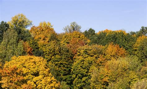 Deciduous Mixed Forest Stock Photo Image Of Trees Scenery 223364302