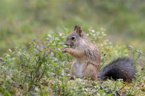 Eurasian Red Squirrel Sciurus Vulgaris Eating A Nut Finland Stock