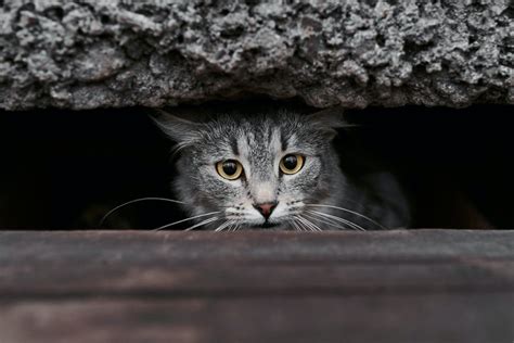 Biogance Chat De Goutti Re D Finition Et Caract Ristiques