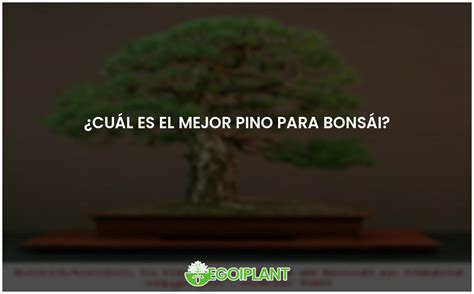 El pino ideal para bonsái y cómo elegirlo EGOIPLANT