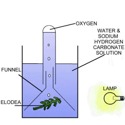 Limiting Factors