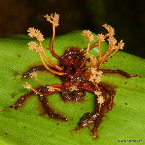 259 best other Insects & Spiders of Ecuador images on Pinterest