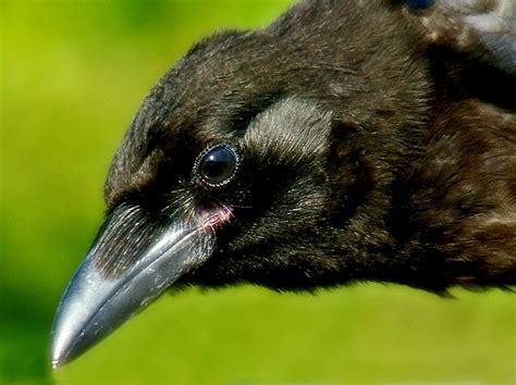 How Birds Hear Without Ears Nature World News