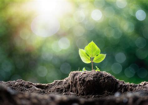 Planta verde que crece en el suelo con fondo bokeh Concepto ecológico