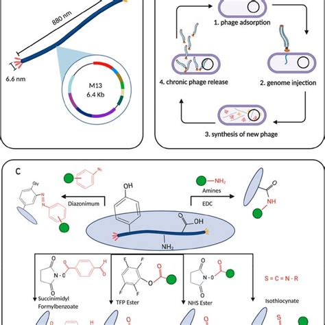 A Schematic Of The Structure Of M13 Bacteriophage Highlight It Is Download Scientific Diagram