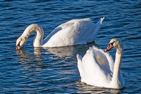 Cisne Blanco Cygnus Olor Vive La Naturaleza