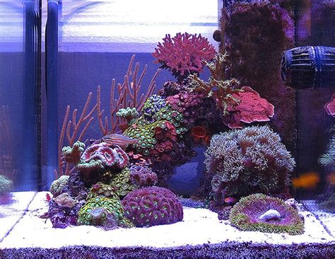 Reef Aquariums For Your Inspiration