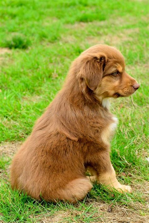 Red Tri Color Tricolor Australian Shepherd Puppy Aussie Stock Image ...