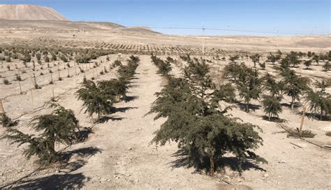 Cómo crear un pulmón verde en el Atacama Ciudad Nueva