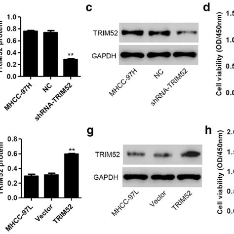 Trim52 Up Regulation Promotes Hcc Cell Proliferation After Download Scientific Diagram