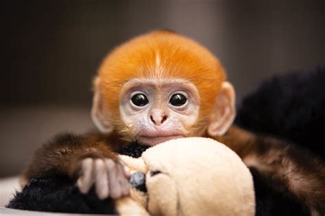 First Baby Francois’ Langur Ever Born at the Saint… | Saint Louis Zoo