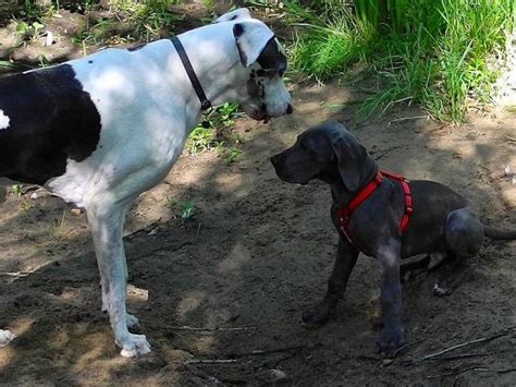 Les Signaux D Apaisement Chez Le Chien