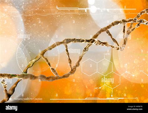 DNA Deoxyribonucleic Acid Is A Thread Like Chain Of Nucleotides