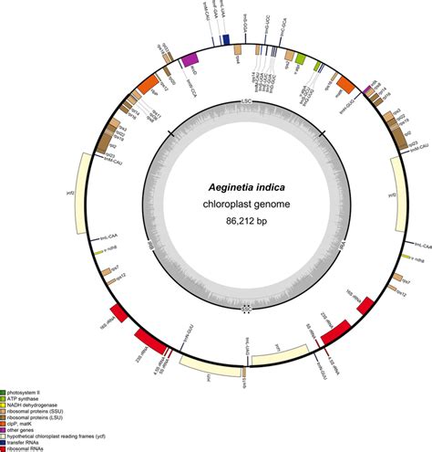 The Plastid Genome Map Of Aeginetia Indica Genes Shown Outside And