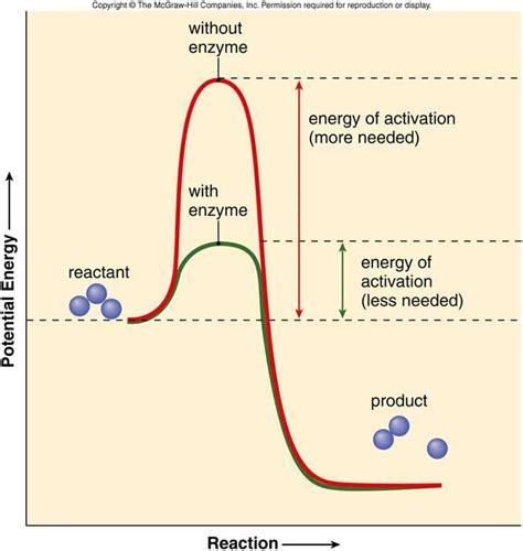 Unveiling the Hidden Pathways: The Enzyme Activation Energy Diagram