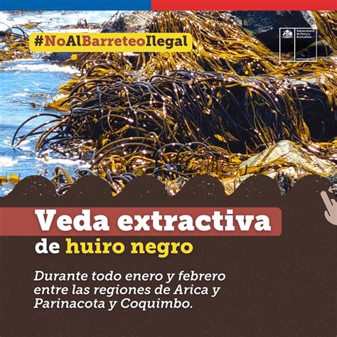 Servicio Nacional De Pesca Y Acuicultura On Twitter RT SubpescaCL