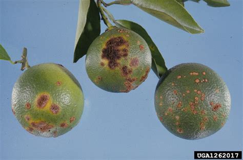 Citrus Canker Xanthomonas Citri Ex Hasse Gabriel Et Al