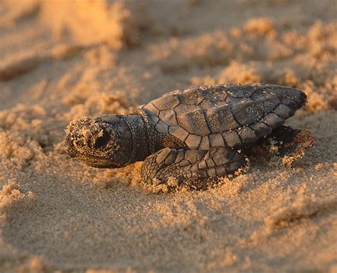 Tartaruga de kemp Vida em Destaque FCiências