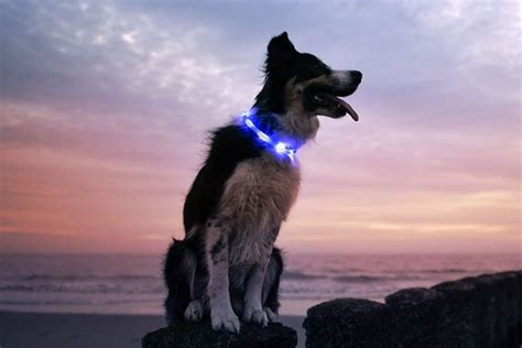 Glow In The Dark Dog Collars 5 Best Of 2021 Collar Leash Harness