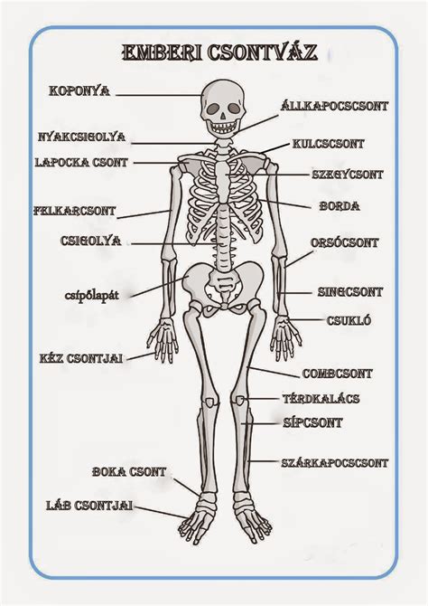 Marci Fejleszt S Kreat V Oldala Human Skeleton Labeled Human