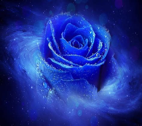 Blue rose, background, blue, calm, cool, nature, rose, HD wallpaper ...